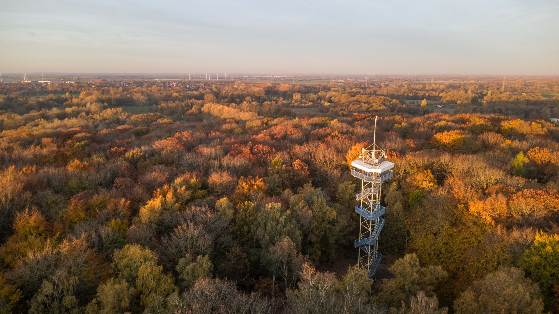 Luftaufnahme einer weitläufigen Waldlandschaft im Herbst bei warmem Abendlicht. Inmitten der bunt gefärbten Baumkronen in Orange-, Rot- und Brauntönen ragt rechts im Bild ein schlanker Aussichtsturm aus Stahl mit mehreren Plattformen und Treppen empor. Am Horizont sind Felder, Siedlungen und einzelne Windräder unter einem klaren, hellen Himmel zu erkennen.