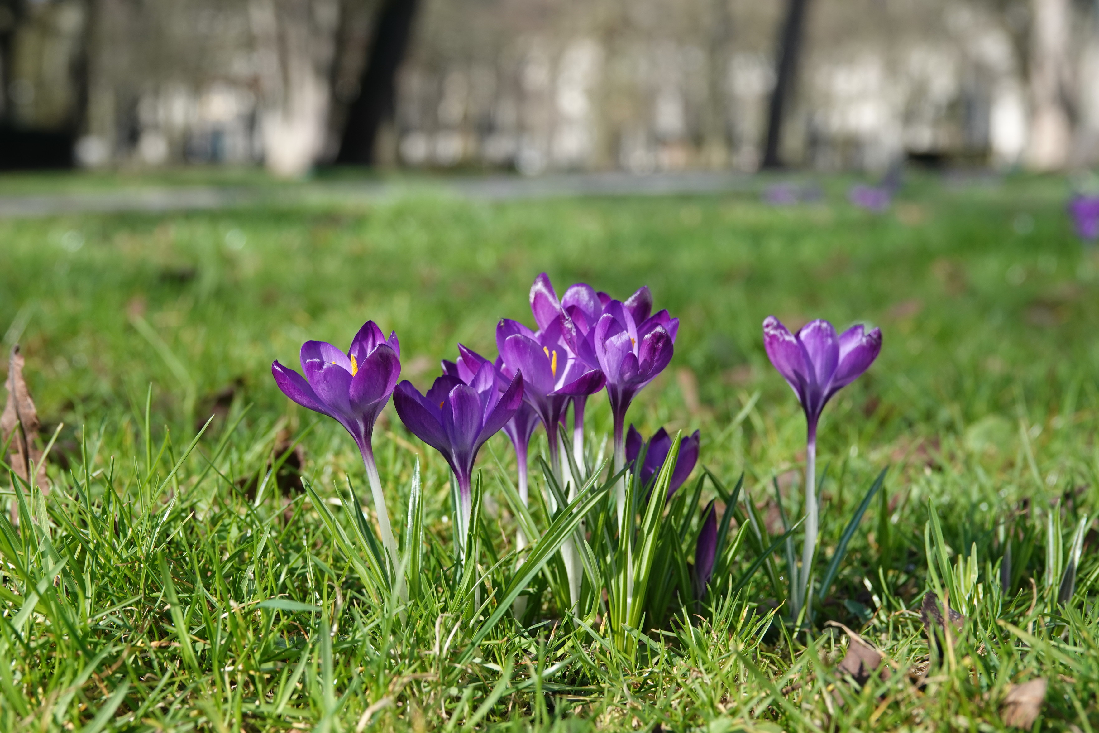Nahaufnahme von mehreren violetten Krokussen, die in einer grünen Wiese blühen. Die Blumen stehen im scharfen Fokus, während der Hintergrund mit weiteren Krokussen, Bäumen und hellen Gebäuden weich unscharf verschwimmt.