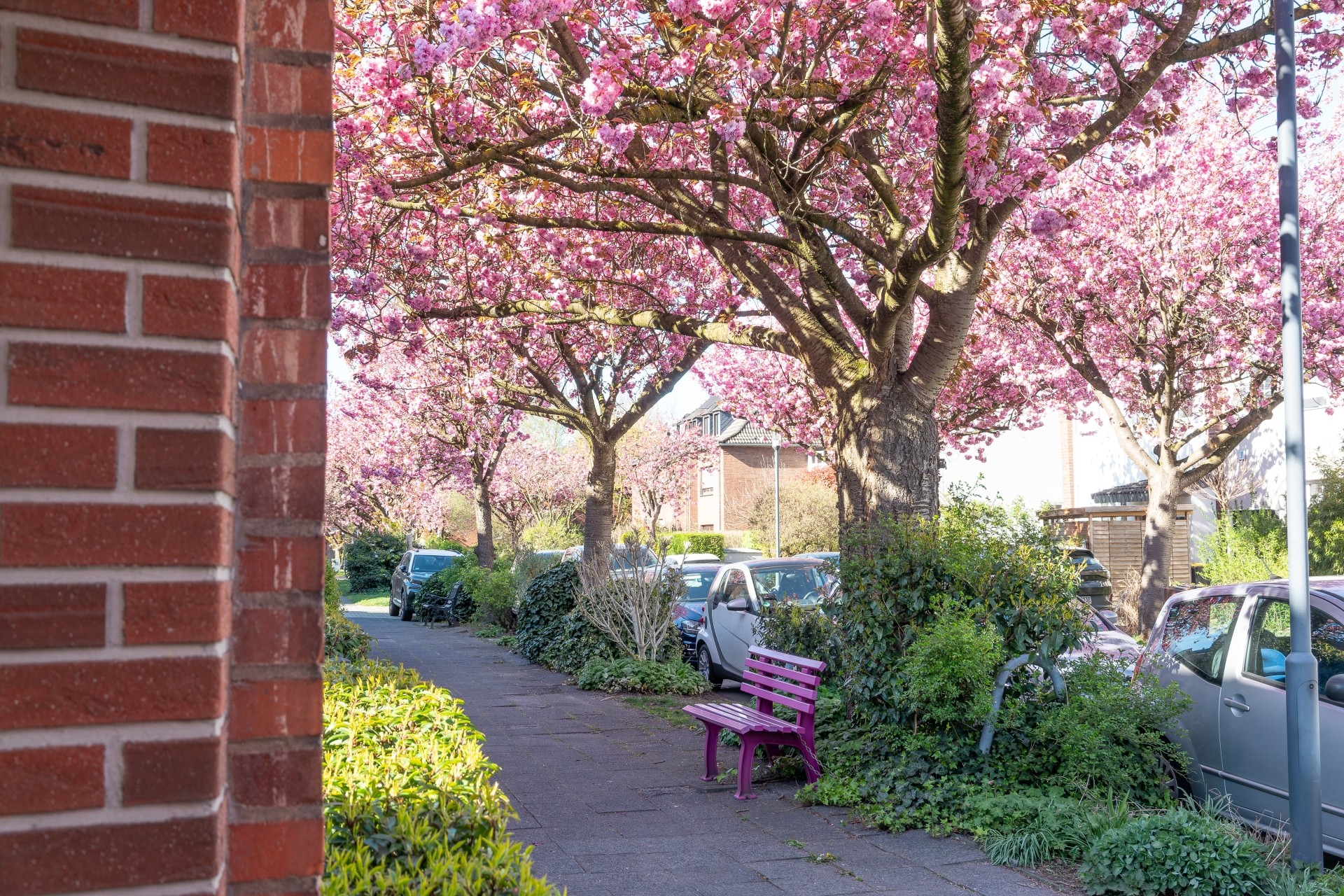 Blick entlang eines Gehwegs mit blühenden Kirschbäumen und geparkten Autos. Im Vordergrund steht eine lilafarbene Bank zwischen Grünpflanzen, links ist ein Teil einer Backsteinwand zu sehen.