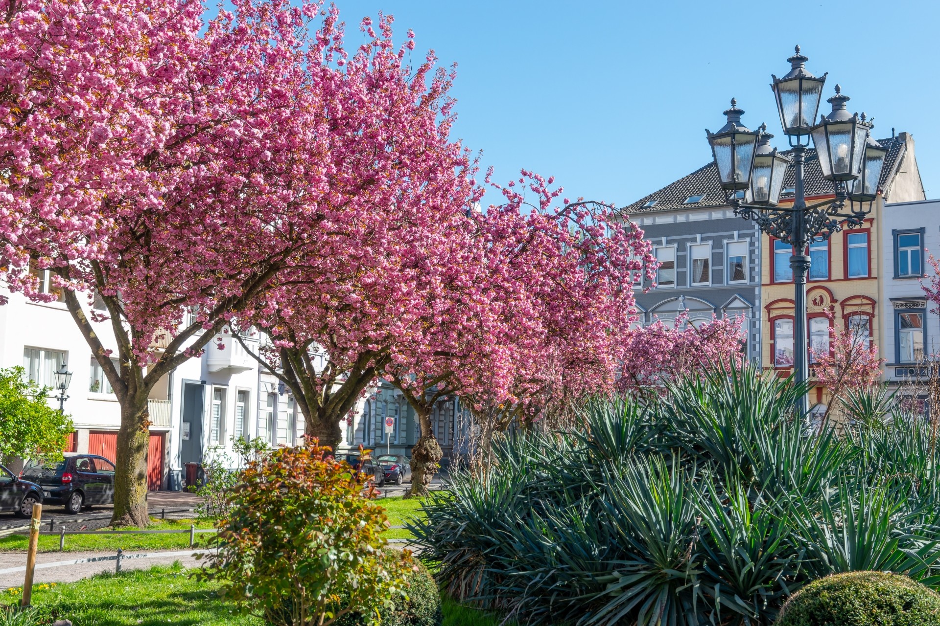 Auf einem kleinen Platz stehen mehrere Kirschbäume in voller rosa Blüte. Rechts ragt eine historische mehrarmige Straßenlaterne empor, davor wachsen dichte grüne Zierpflanzen, im Hintergrund sind Wohnhäuser unter blauem Himmel zu sehen.