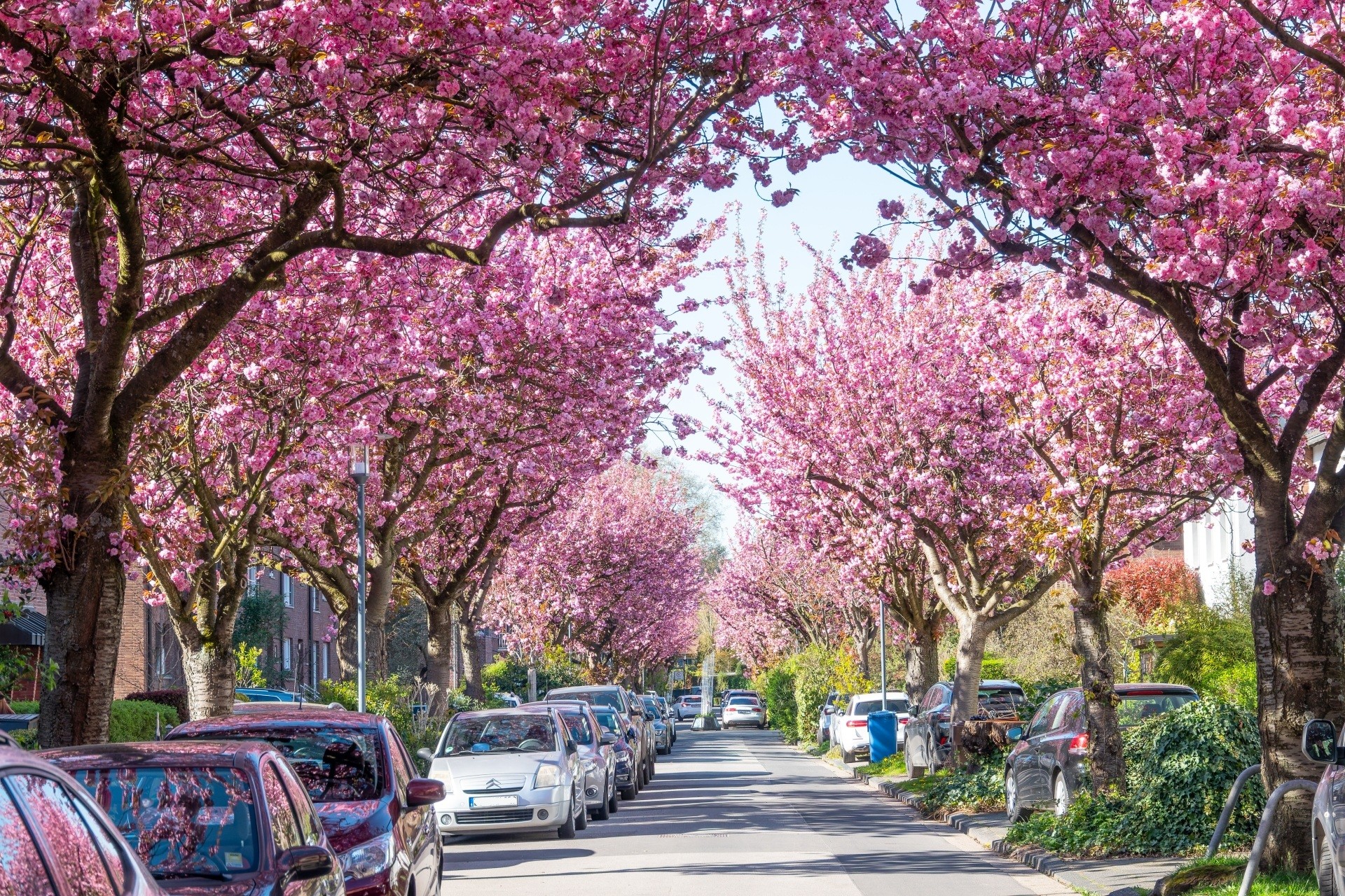 Eine Wohnstraße ist auf beiden Seiten von Kirschbäumen mit dichter rosa Blüte gesäumt. Unter dem Blütendach stehen zahlreiche geparkte Autos, die Straße zieht sich gerade in die Tiefe und wirkt wie ein rosafarbener Tunnel.