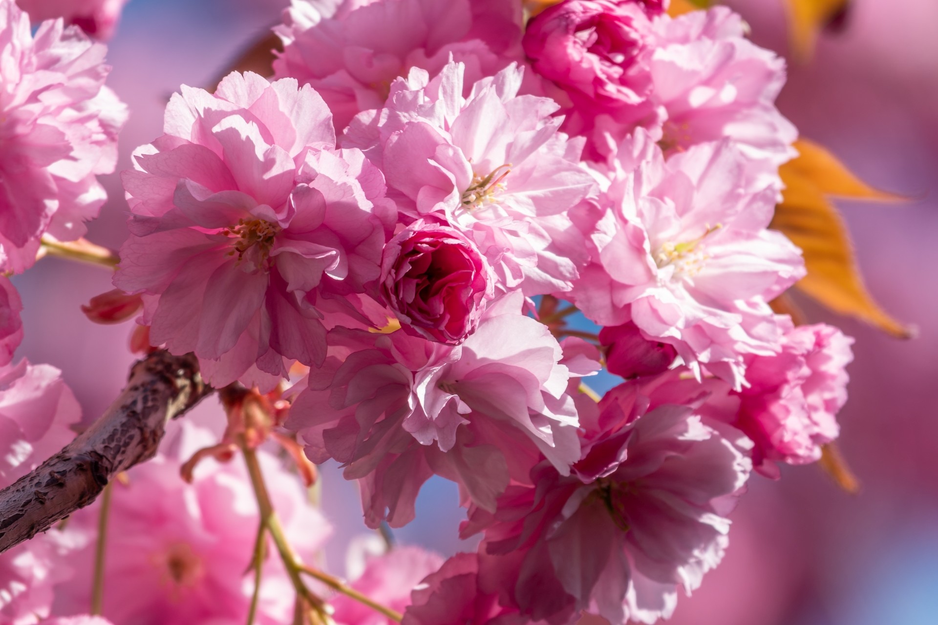 Nahaufnahme eines Kirschbaumzweigs mit üppigen rosa Blüten. Die zarten Blütenblätter sind im Sonnenlicht zu sehen, der Hintergrund verschwimmt weich in Rosa- und Blautönen.