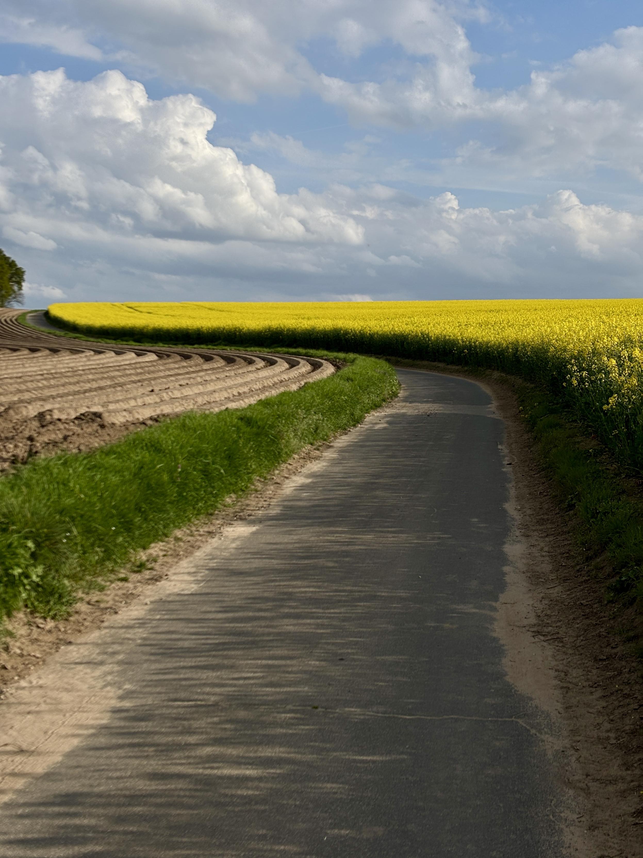 A winding road bordered by vibrant yellow fields and green grass stretches into the distance under a partially cloudy sky.