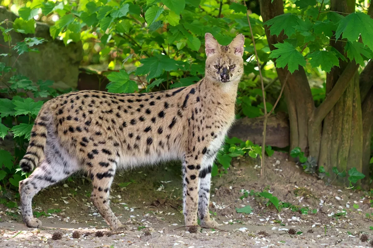 Ein Serval steht aufmerksam im Schatten grüner Blätter. Die Wildkatze hat helles Fell mit schwarzen Flecken und Streifen und blickt direkt in die Kamera.