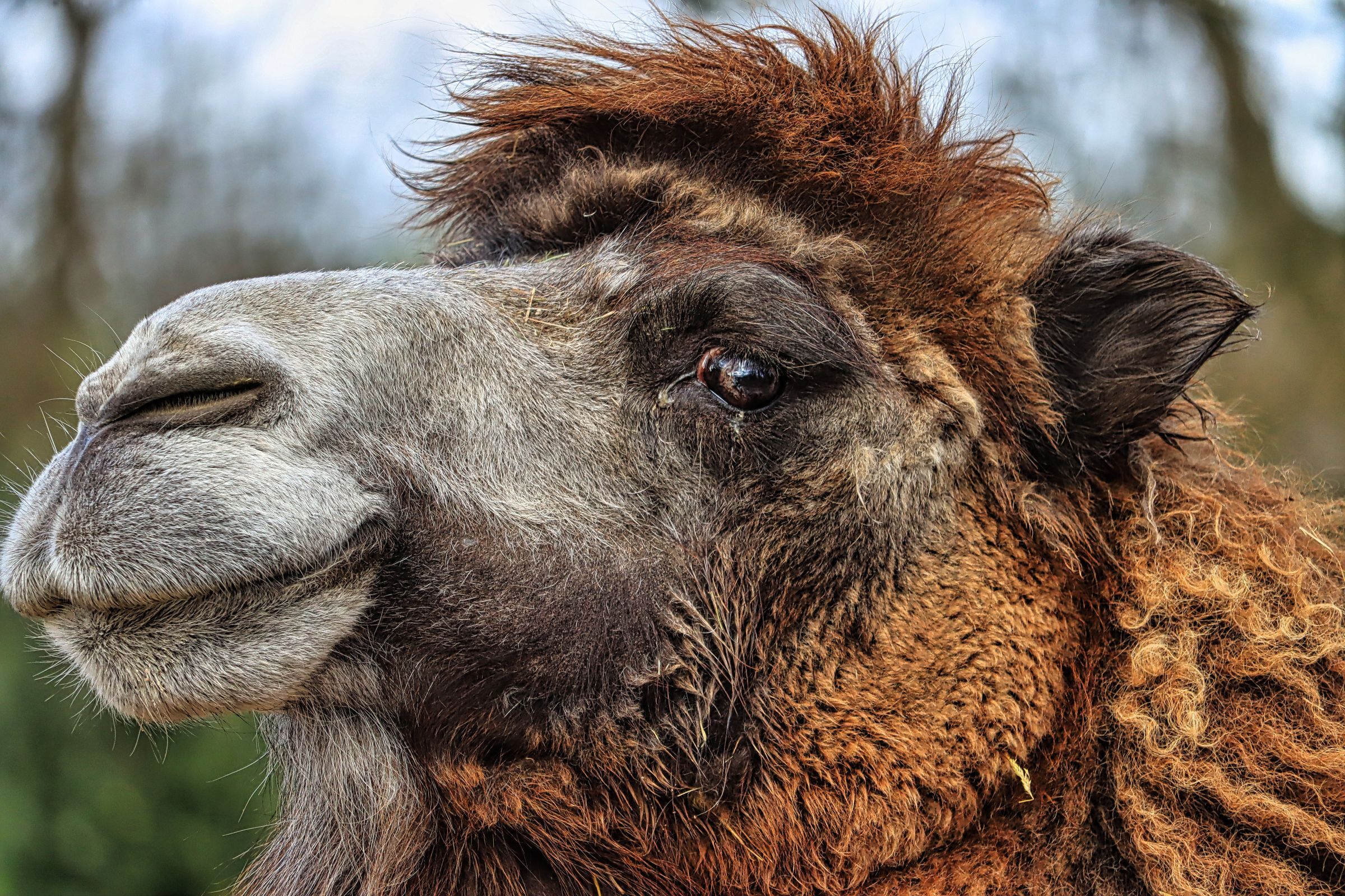 Ich habe einmal nachgesehen, die letzten Bilder aus dem Krefelder Zoo hier im Blog sind vom Oktober letzten Jahres. Somit hat sich also wieder ein bisschen neues Bildmaterial angesammelt. Am vorlet…