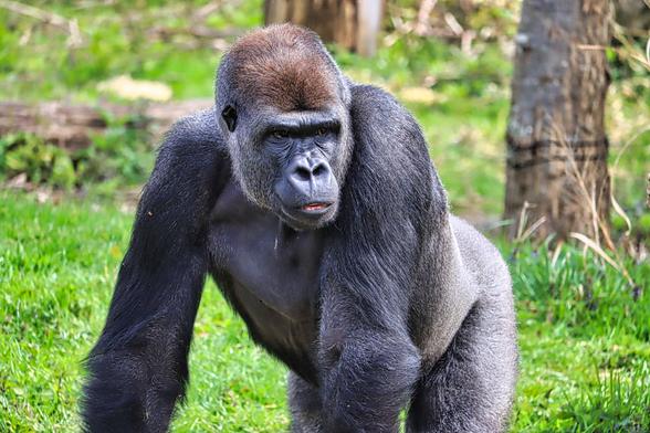 Wie angekündigt, sind seit dem März 2026 auch im Zoo Krefeld neue Tierbilder entstanden. Zur richtigen Zeit, mit der richtigen Belichtung am richtigen Ort zu sein, ist die Kunst der Tierfotografie.…