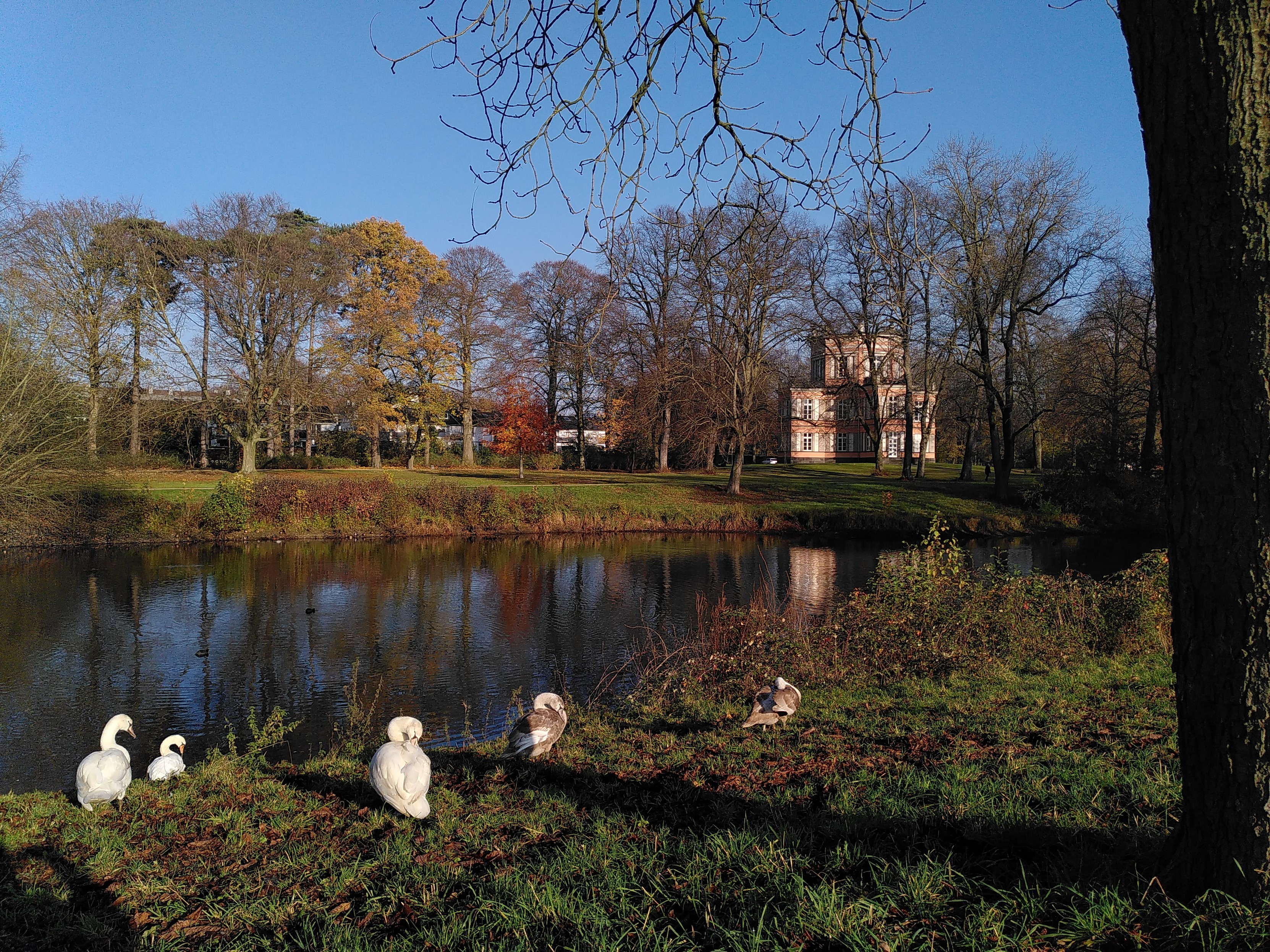 Links in der Bildmitte ein stehendes Gewässer. In Vordergrund putzt sich eine Schwanfamilie. Hinter dem Wasser einige Bäume, zum Teil kahl, zum Teil mit herbstlich gefärbtem Laub. Rechts hinten ein vieleckiges, turmförmiges Gebäude. Über allem strahlend blauer Himmel.